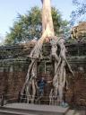 Ta Prohm, Boom, Ik