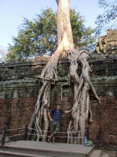 Ta Prohm, Boom, Ik