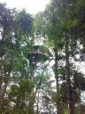 GIbbon X 3