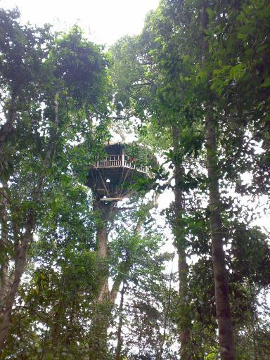 GIbbon X 3