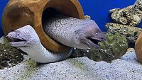 Aquarium Piran