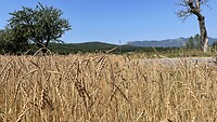 Slovenië is boude graanschuur van Europa, maar toch..