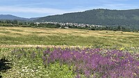 Drooggevallen