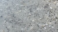 Kikkervisjes