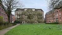 mooie boom voor mooi gebouw