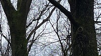 zoek de specht