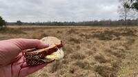 blij (met) ei