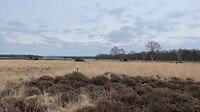 geen boom in park De Hoge Veluwe