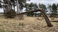 geknakte boom in park De Hoge Veluwe