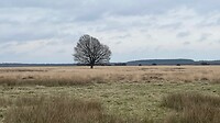 levende boom in park De Hoge Veluwe