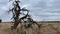 dode boom in park De Hoge Veluwe