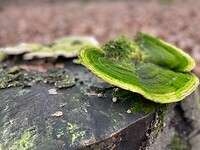 Groene stikstof-paddestoel