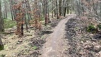 smal paadje door de bossen