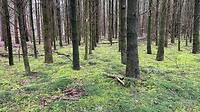 Groen bos Molecaten