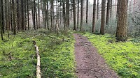 Groen bos Molecaten
