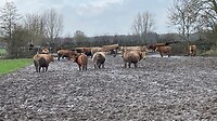 Koeien in de drek