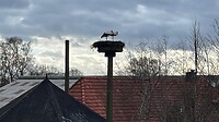 Veel ooievaars onderweg