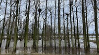 zoek de ooievaar, dit keer bij een natuurlijk nest
