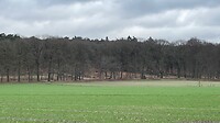 Aan de rand van de bossen bij Velp