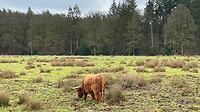 Rund in het groen