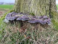 Grote zwam