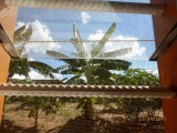 Bananenboom