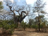 Baobab boom