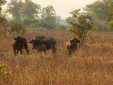 Buffalo's
