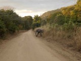 Overstekende olifant