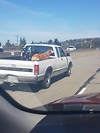 Dogs