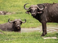 Buffalo's