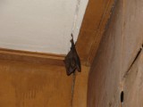 IMG_2250