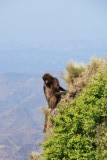 Hike in Simien Mountains