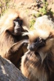 Hike in Simien Mountains