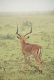 Nakuru NP