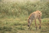 Nakuru NP