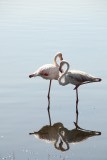 Nakuru NP