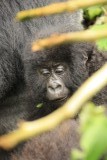 Mountain Gorilla's