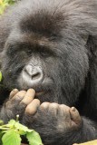 Mountain Gorilla's