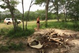 Dead elephant