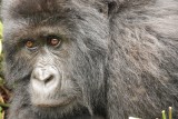 Mountain Gorilla's