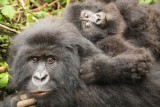Mountain Gorilla's