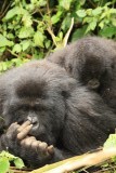 Mountain Gorilla's