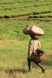On the road of Uganda
