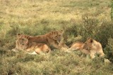 Nakuru NP