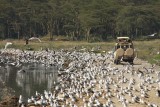 Nakuru NP