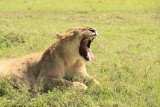 Ngorongoro NP