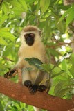 Lake Manyara NP
