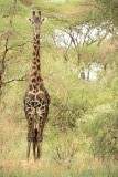 Lake Manyara NP