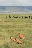 Cubs learning to hunt...
